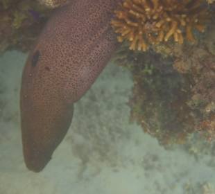 Tauchbasis Ducks Diving Superior