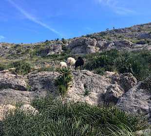 Wanderungen an der Cala Torta