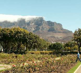 Tafelberg vom Botanischen Garten aus