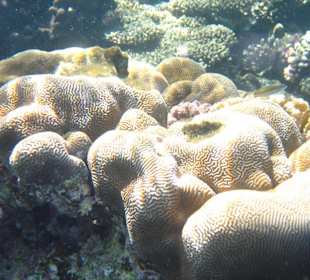 Am Hausriff Dreams Beach Resort & Dreams Vacation Resort