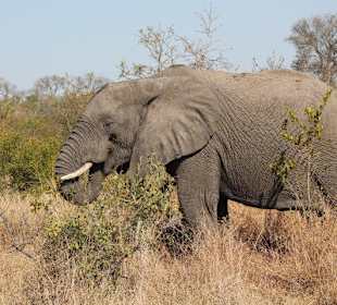 Krüger Nationalpark