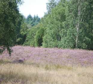 Lüneburger Heide