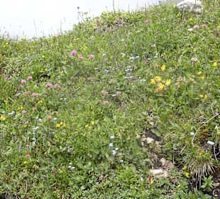 Alpenblumen
