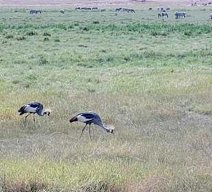 Amboseli 