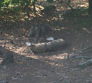 Wolf im Park - man muss schon suchen