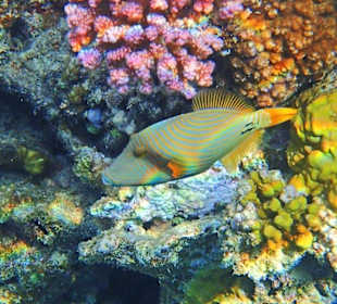 Gelbschwanz-Drücker