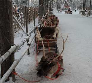 Rentierschlitten fahren