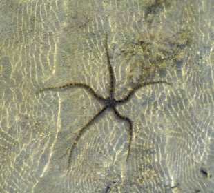 Blue Reef Red Sea Resort