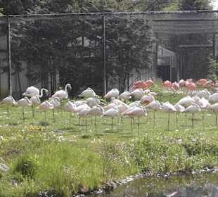 Weltvogelpark Walsrode