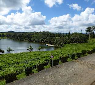 Teeplantage Bois Cherie