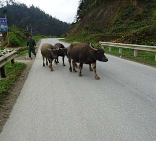 Tierischer Gegenverkehr