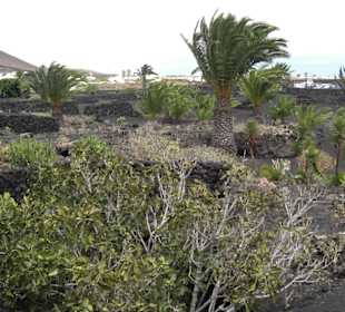 Im Tal der tausend Palmen