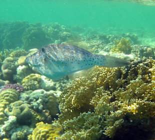 Schnorcheln Abu Dabbab