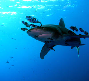 Sharksafari - BDE 2014