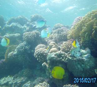 Tauchausflug Marsa Assalaia,