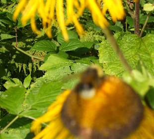 Parcul Natural Apuseni