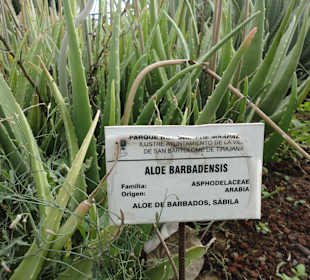 Parque Botánico de Maspalomas