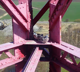 Rastende Tauben im Leuchtturm