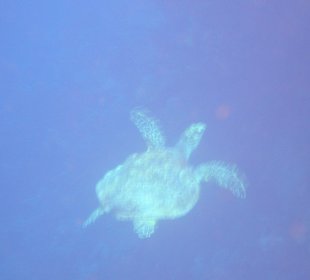 Auch eine Schildkröte kann einem begegnen