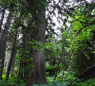 Yoho Nationalpark