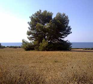 Naturschutzgebiet in Sa Coma