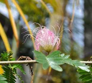 Jardín de Aclimatación de La Orotava
