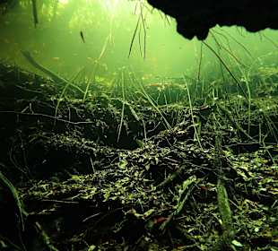 Cenote Calavera 