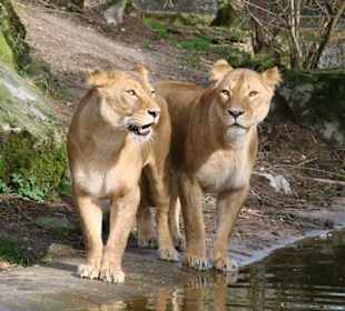 Löwen im Zoo Duisburg