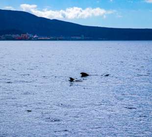 Katamaran Tour Costa Adeje