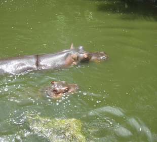 Safaripark