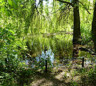 Naturbelassener Teich