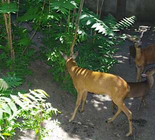 Одно из семейств зоопарка