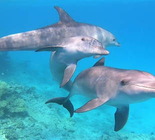 Spaß pur Delfinausflug mit Mo 
