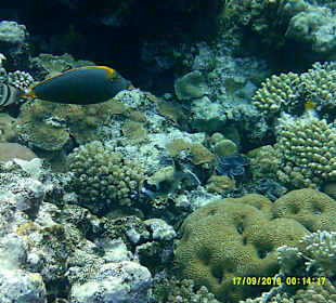 Schnorcheln Marsa Alam