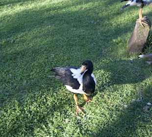 Thüringer Zoopark Erfurt 