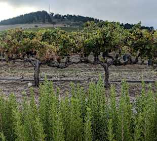 Weingebiet Stellenbosch