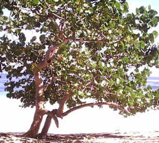 Baum am Playa Grande