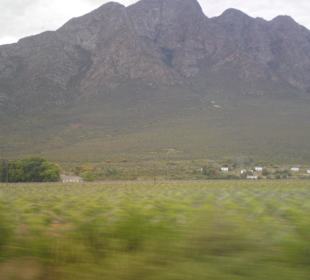 Some views from wine regions