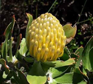 Protea im Garten von Kirstenbosch