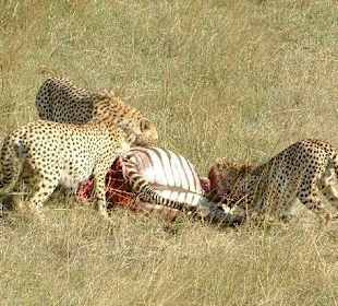 Die 3 Gepardenbrüder
