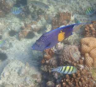 Unterwasserwelt Musandam