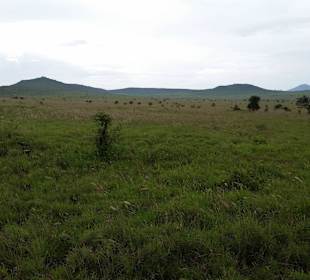 Sarova Salt Lick Game Lodge