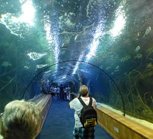 Im Unterwassertunnel 70m lang