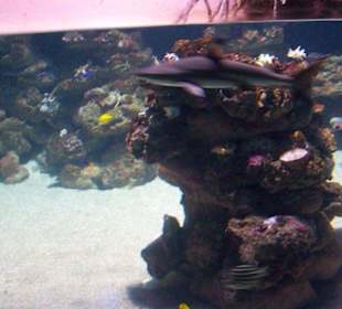 Palma Aquarium