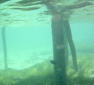 Schnorcheln Isla Mujeres