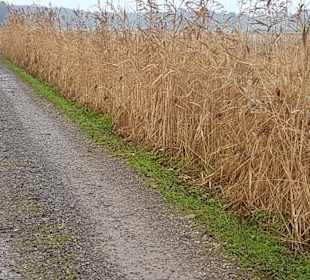 Niederung Vegetation bis zum Wegesrand