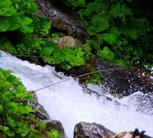 Der Plöckenpass 06-2011
