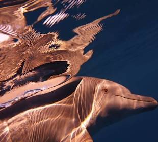 Ich geniesse mein Leben...