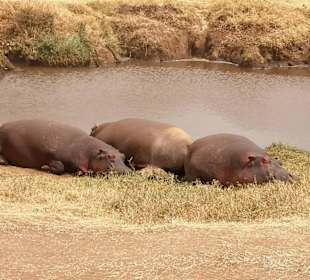 Geführte Touren Paradies Safari