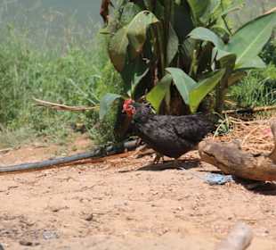 Orang Asli Village Kejar Hill
